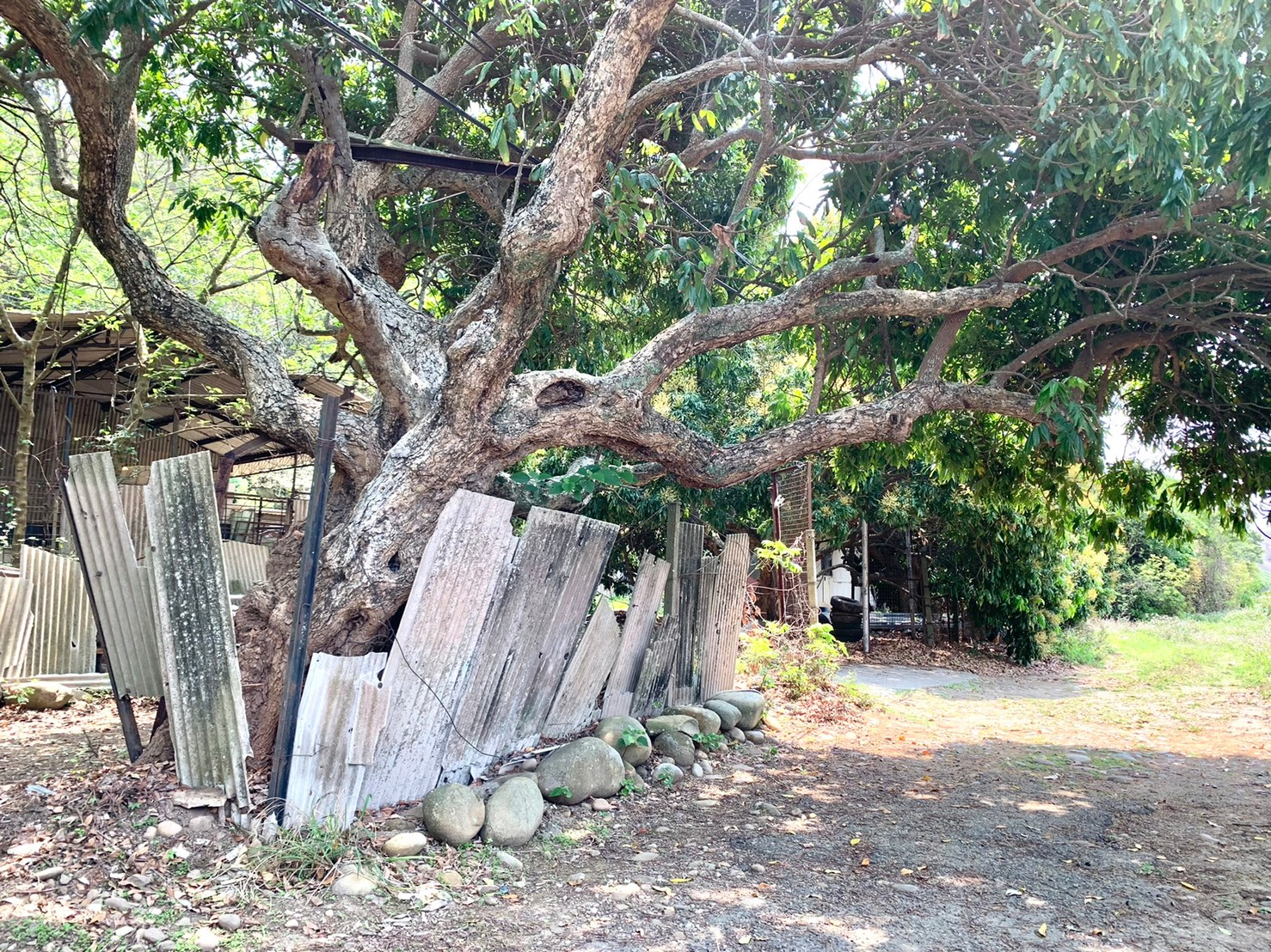 台中清水農建地_台中清水買屋賣屋_167坪農建地_地形方正漂亮_台中清水頂湳|台中港火車站_臨路_近61西濱快速道路_台中海線不動產_清水房仲推薦_清水買屋找房仲蕭邦_線上賞屋_東森房屋.沙鹿店_房仲蕭邦_0932645362